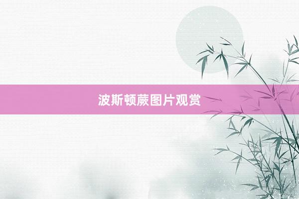 波斯顿蕨图片观赏